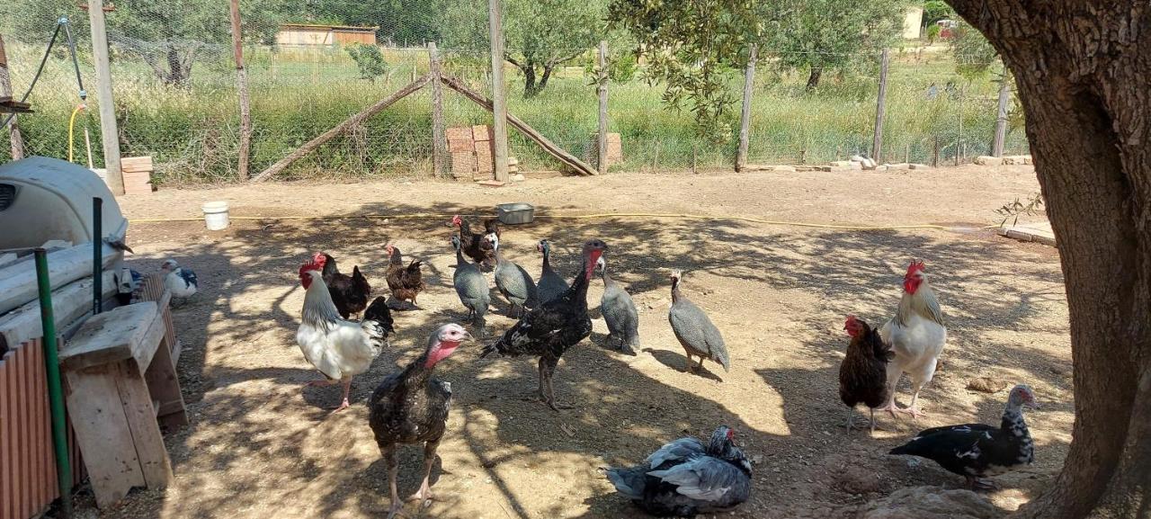Villa Klinai Cerveteri Eksteriør bilde